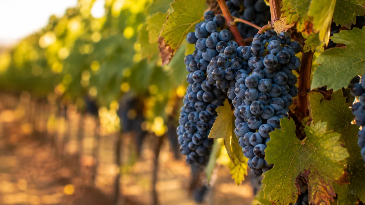 Grappes de raisin noir mûr dans une vigne au soleil
