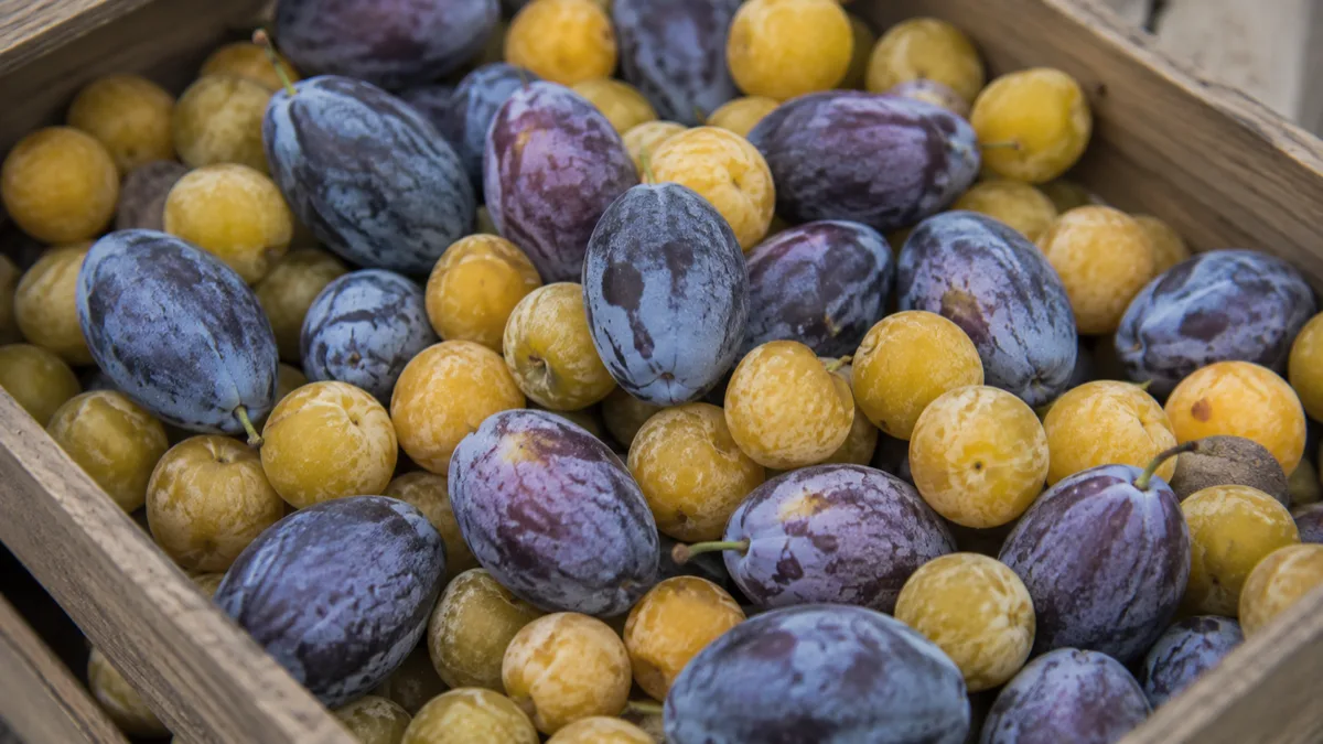 Prunes violettes et mirabelles jaunes posées dans une cagette